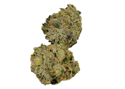 MAGI CANNABIS - TIMMY'S OG SHARK