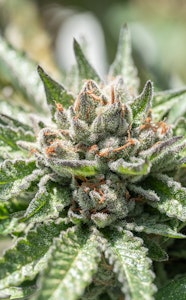 Pure Sunfarms - Alien Pebbles 7g