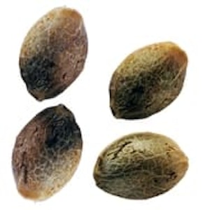 by Weathered Islands Craft Cannabis - PURPLE ROMULAN FAST FLOWERING FEMINIZED SEEDS (ROMULAN X TEXADA TIMEWARP X MAGIC MEADOWS)