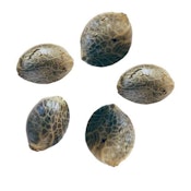 WILD STRAWBERRY AUTO SEEDS