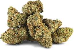 FROSTED FRUIT CAKE | Royal Harvest 14g Flower | Rest