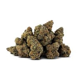 DEALR - BLIZZARD OF OZ LTO - 14