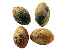 FOGGY DREAMS AUTOFLOWER FEMINIZED SEED MULTIPACK - 4 SEEDS