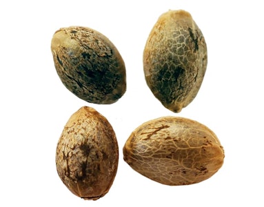 Weathered Islands Craft Cannabis - FOGGY DREAMS AUTOFLOWER FEMINIZED SEED MULTIPACK - 4 SEEDS