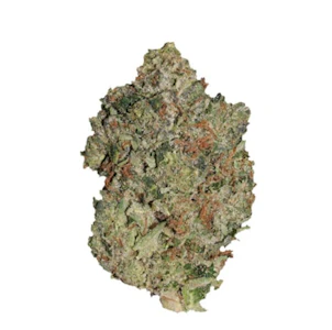 Pistol and Paris - LINDSAY OG - 7G