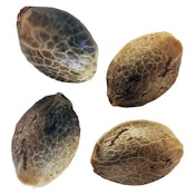 BC West Coast (Feminized) Variety Pack 2 x 2 Seeds (4 Pack of Seeds) by Weathered Islands Craft Cannabis