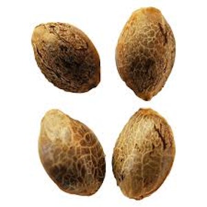 Weathered Islands Craft Cannabis - Cannabis Cup (Feminized Autoflower) Variety Pack Seeds 2x2 (4 Pack of Seeds)