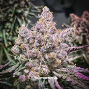 Unicorn Shoes #2 3.5g Dried Flower