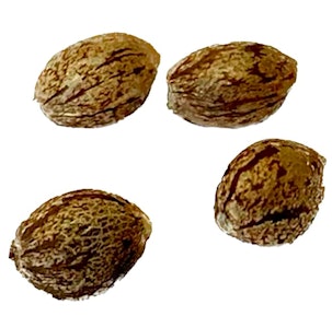 Clone Collector Seed Bank - Apple Truffle Breath - Feminized Seeds | 4-Pack