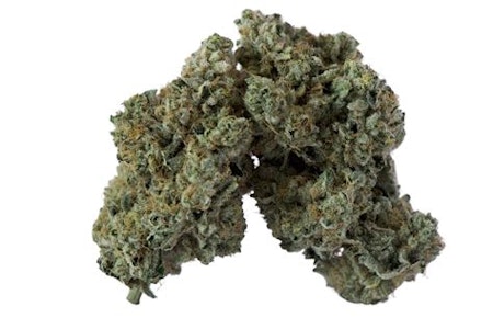 Island Genetics - LIME HEADS - 7G