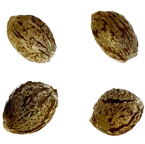 Modified Kush Mints - Feminized Seeds | 4-Pack