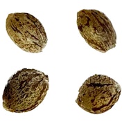 Modified Kush Mints - Feminized Seeds | 4-Pack