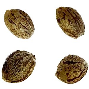 Clone Collector Seed Bank - Modified Kush Mints - Feminized Seeds | 4-Pack