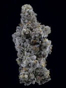 Sweetgrass | Limelight Petites | 3.5G