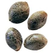 LEMON LIME SUNSHINE FAST FLOWERING FEMINIZED SEEDS - 4