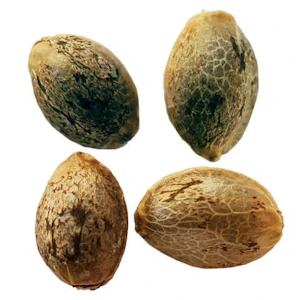 Weathered Islands Craft Cannabis - PURPLE ROMULAN FAST FLOWERING FEMINIZED SEEDS - 4