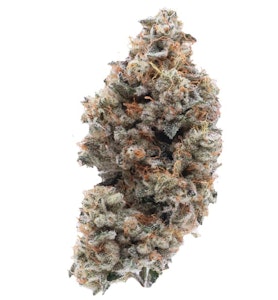 Northern Canna - Frosted Guava Nuts