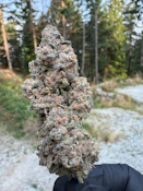 SALTSPRING MAGIC - BUBBLEGUM KUSH MINTS SMALLS - 28G