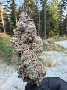 Saltspring Magic - SALTSPRING MAGIC - BUBBLEGUM KUSH MINTS SMALLS - 28G