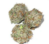 Magi - Blue Zushi (7g)