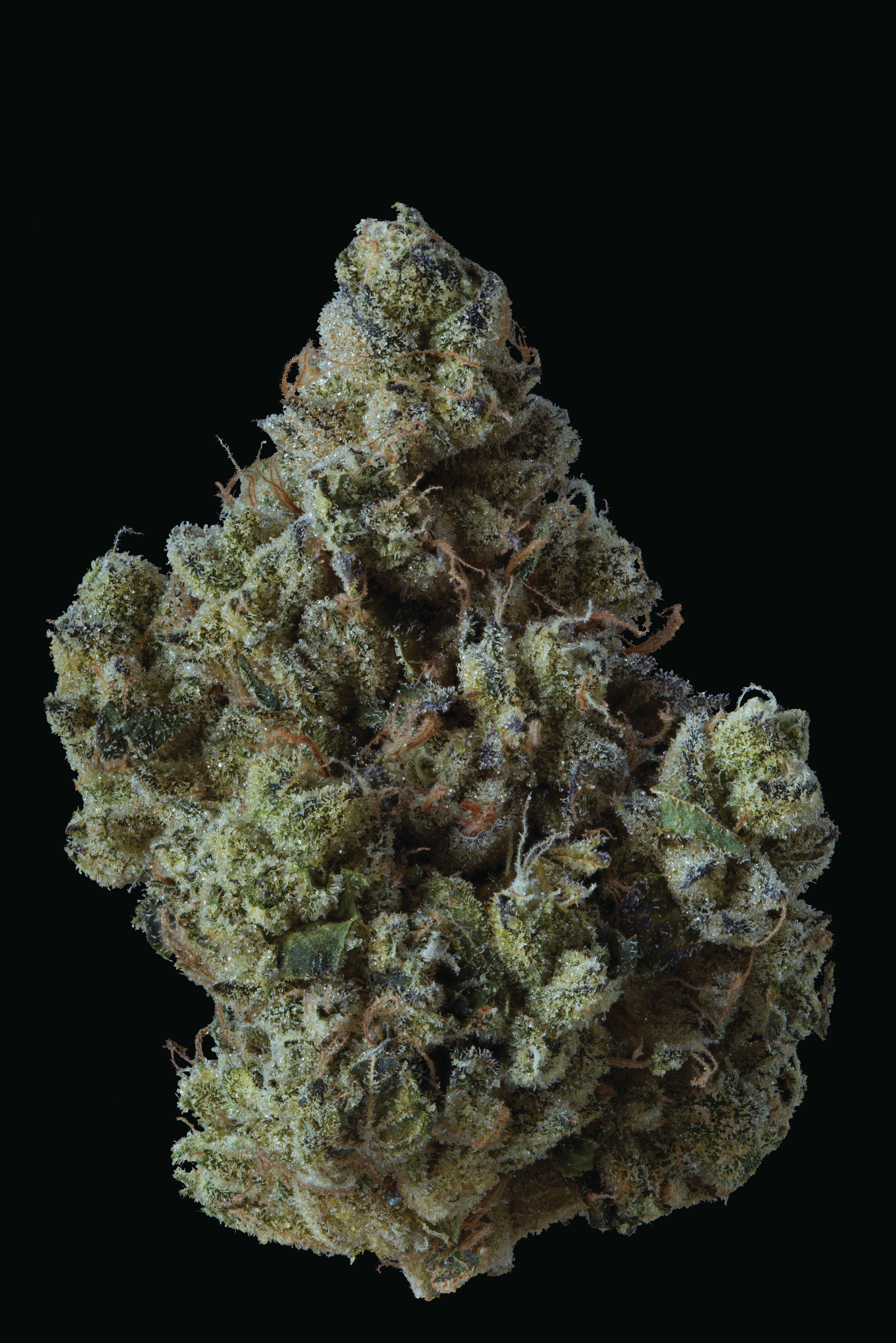 B!tch Slap 3.5g Dried Flower by Supernova Farms