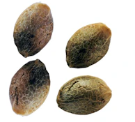 Foggy Dreams Autoflower Feminized Mulitpack