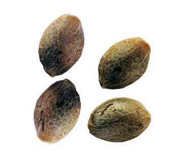 Weathered Islands Craft Cannabis - PURPLE ROMULAN FAST FLOWERING FEMINIZED SEEDS - 4 SEEDS