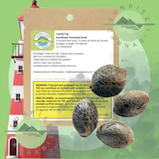 COASTAL FOG AUTO FEMINIZED SEEDS - WEATHERED ISLAND - 4 PACK