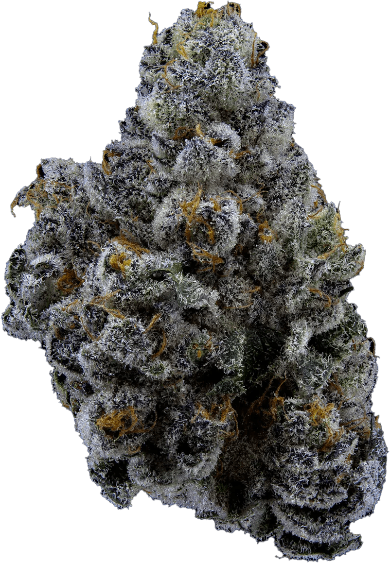Sweetgrass - Limelight Petites | 14g