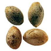 Weathered Islands - PURPLE ROMULAN FAST FLOWERING FEMINIZED SEEDS - 4 pack