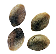 LEMON LIME SUNSHINE FAST FLOWERING FEMINIZED SEEDS - 4