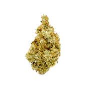 Mango Voltage 7g Dried Flower