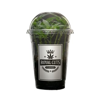 Rocky Mountain Runtz - Royal Cuts Clones - Single