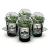 The Suge Pack - Royal Cuts Clones - 4 pk