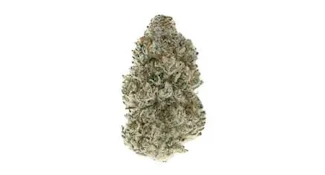 Elevator Skunk Haze CBD