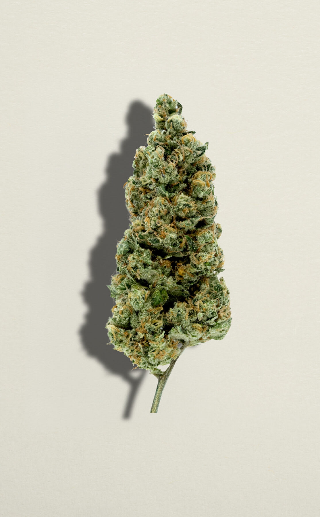 Cherry Tang 28g Dried Flower by Pure Sunfarms