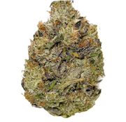 Salt Spring Magic | Timmy's OG Shark | 3.5 g