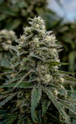 Cherry Tang 28g Dried Flower