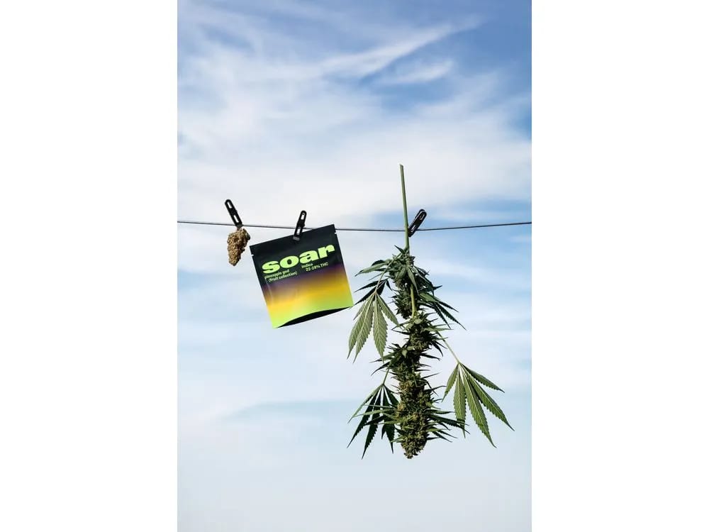 C99 Haze 7g Dried Flower by Soar