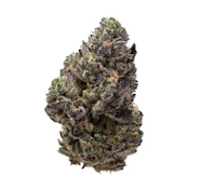 Pistol and Paris - Permanent Chapo (7g)