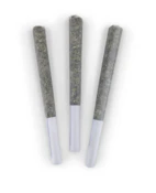 Great White Shark Pre-Rolls - 3x0.5g