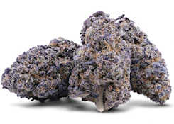 PURPLE RAINBOW