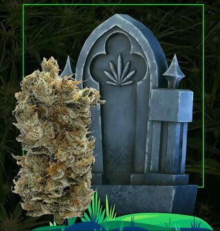 HeadStone Cannabis - Lamb of God 7g Flower - Headstone Main Image