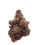 Gastro Pop 14g Dried Flower