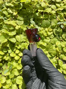 McTrivish Glass - Red, Opal Nub, 14mm - Bowl