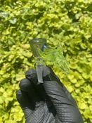 Paul Dexter Glass - Neon Green, Bull Head, 14mm - Bowl