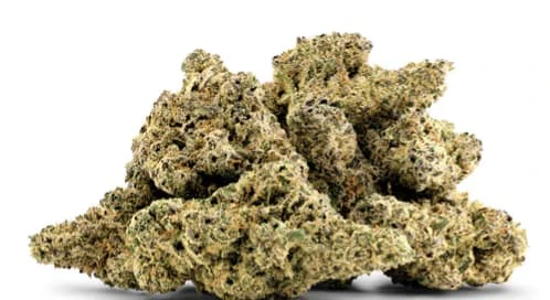 Good & Baked - MOBY DICK - 14g Main Image