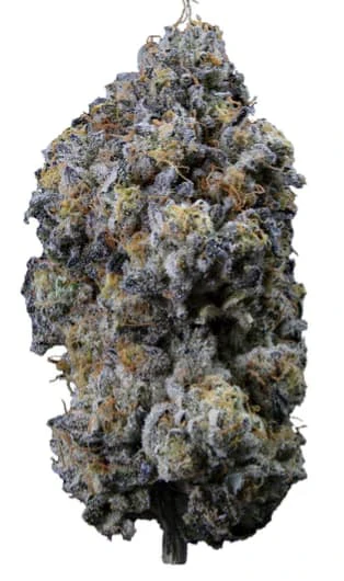 SWEETGRASS ORGANIC CANNABIS - PINE MENTZ PETITES FLOWER LTO - 3.5 Main Image