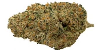 Cherry Tang - 3.5g