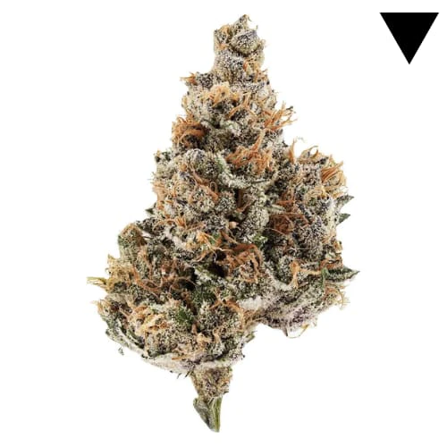 Potluck - Raspberry Runtz 7g Dried Flower Main Image